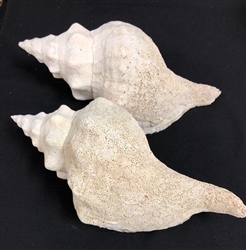 Horse Conch #2'S