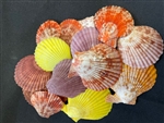 Pecten Senatoria