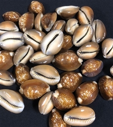 Cypraea Caputserpentis-Snakehead Cowry Large