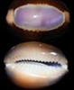 Cypraea Caputserpentis-Snakehead Cowry Purple Top
