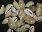 Cypraea Errones