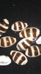 Cypraea Asellus