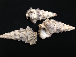 Knobby Cerithium