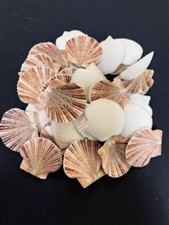 Pecten Pyxidatus Pairs