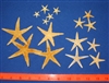 Flat Natural Starfish