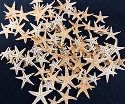 Natural Flat Starfish  1" Below  1000 pc bag