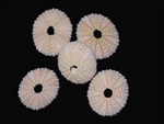 Sea Urchins Natural Pink