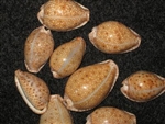 Cypraea Ocellata