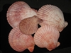 Pecten Nobilis Pairs Common Color