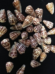 Conus Polyglotta