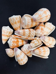 Conus Tesselatus