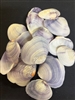 Purple Clam Halves By Kilo