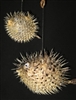 Porcupine Fish