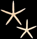 wholesale white finger starfish for sale