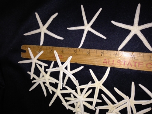 Starfish, 6 White Finger Starfish 3-4