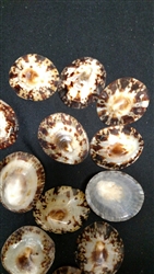 Limpets Polished