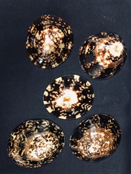 Limpets XX 3-3.5 inch