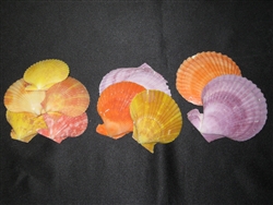 Pecten Nobilis Natural Color Halves