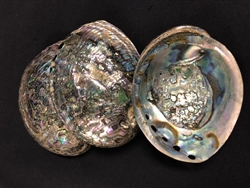 Abalone Haliotis Fulgen 4.5-6 inch