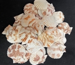 Pecten TranquebarIcus