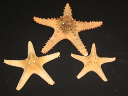 Thorny Starfish