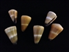 Conus Lividus