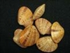 Callista Erycina Venus Clam Pairs