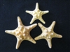 Natural Knobby Chocolate Chip Starfish