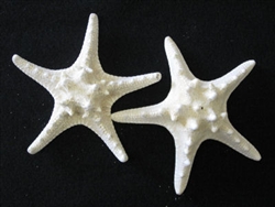 White Knobby Choc. Chip Starfish