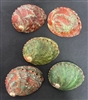 Red/ Green Abalone