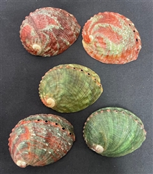 Red/ Green Abalone