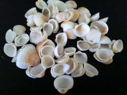 Tiny Tan & White Ark Shell