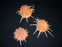 Spondylus Regius Select