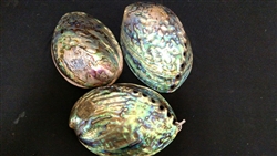 Paua Abalone Polished