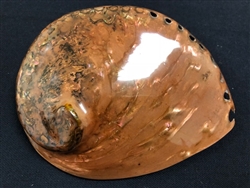 Midae Abalone Polished  Copper