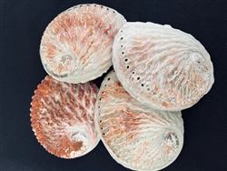 Natural Midae Abalone 4.5-5"