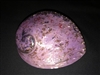 Midae Abalone Polished Purple