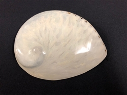 Midae Abalone Polished  White