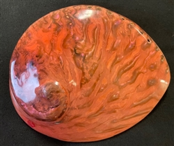 Midae Abalone Polished Coral color