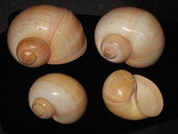 Cherry Landsnail