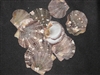 Pecten Pyxidata Flats