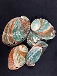 Korean Abalone 2-2.5 inch