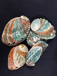 Korean Abalone 2-2.5 inch