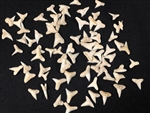 Shark Teeth 1/2 inch Below