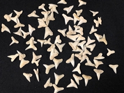 Shark Teeth 1/2 inch Below