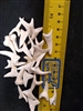 Mako Shark Teeth 1- 1.25 inch