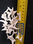 Mako Shark Teeth 1- 1.25 inch