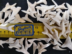 Mako Shark Teeth 1.25-1.5 inch