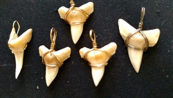 Shark Teeth Wrapped