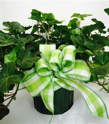 Green Plant, Assorted St. Cloud Hospital, St Cloud Hospital Gift Shop